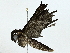  ( - BIOUG95279-G07)  @11 [ ] CreativeCommons - Attribution (2022) CBG Photography Group Centre for Biodiversity Genomics