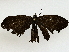  ( - BIOUG95321-A01)  @11 [ ] CreativeCommons - Attribution (2022) CBG Photography Group Centre for Biodiversity Genomics