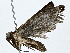  ( - BIOUG95321-A08)  @11 [ ] CreativeCommons - Attribution (2022) CBG Photography Group Centre for Biodiversity Genomics