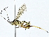  (ichMalaise01 Malaise4533 - BIOUG95321-C07)  @11 [ ] CreativeCommons - Attribution (2022) CBG Photography Group Centre for Biodiversity Genomics