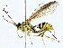  ( - BIOUG95322-C06)  @11 [ ] CreativeCommons - Attribution (2022) CBG Photography Group Centre for Biodiversity Genomics