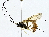  ( - BIOUG95322-D06)  @11 [ ] CreativeCommons - Attribution (2022) CBG Photography Group Centre for Biodiversity Genomics