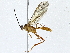  ( - BIOUG95322-D10)  @11 [ ] CreativeCommons - Attribution (2022) CBG Photography Group Centre for Biodiversity Genomics