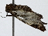  ( - BIOUG95322-D12)  @11 [ ] CreativeCommons - Attribution (2022) CBG Photography Group Centre for Biodiversity Genomics