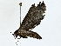  ( - BIOUG95322-E04)  @11 [ ] CreativeCommons - Attribution (2022) CBG Photography Group Centre for Biodiversity Genomics