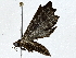  ( - BIOUG95322-E06)  @11 [ ] CreativeCommons - Attribution (2022) CBG Photography Group Centre for Biodiversity Genomics