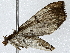  ( - BIOUG95322-G12)  @11 [ ] CreativeCommons - Attribution (2022) CBG Photography Group Centre for Biodiversity Genomics
