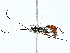  (cryptJanzen01 Malaise3454 - BIOUG95323-A08)  @11 [ ] CreativeCommons - Attribution (2022) CBG Photography Group Centre for Biodiversity Genomics
