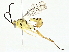  ( - BIOUG95323-C02)  @11 [ ] CreativeCommons - Attribution (2022) CBG Photography Group Centre for Biodiversity Genomics