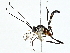  ( - BIOUG95323-D04)  @11 [ ] CreativeCommons - Attribution (2022) CBG Photography Group Centre for Biodiversity Genomics
