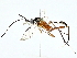  (cryptJanzen01 Malaise2044 - BIOUG95323-D09)  @11 [ ] CreativeCommons - Attribution (2022) CBG Photography Group Centre for Biodiversity Genomics
