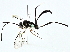  ( - BIOUG95323-D11)  @11 [ ] CreativeCommons - Attribution (2022) CBG Photography Group Centre for Biodiversity Genomics