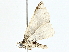  ( - BIOUG95323-E04)  @11 [ ] CreativeCommons - Attribution (2022) CBG Photography Group Centre for Biodiversity Genomics