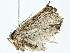  ( - BIOUG95323-E11)  @11 [ ] CreativeCommons - Attribution (2022) CBG Photography Group Centre for Biodiversity Genomics