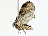  ( - BIOUG95324-F02)  @11 [ ] CreativeCommons - Attribution (2022) CBG Photography Group Centre for Biodiversity Genomics