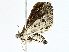  (cramMalaise01 Malaise0318 - BIOUG95324-F04)  @11 [ ] CreativeCommons - Attribution (2022) CBG Photography Group Centre for Biodiversity Genomics