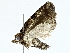  ( - BIOUG95324-G04)  @11 [ ] CreativeCommons - Attribution (2022) CBG Photography Group Centre for Biodiversity Genomics