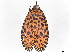  (Pseudatteria volcanicaDHJ04 - BIOUG95325-A06)  @14 [ ] CreativeCommons - Attribution Non-Commercial Share-Alike (2022) CBG Photography Group Centre for Biodiversity Genomics