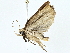  ( - BIOUG95325-A09)  @11 [ ] CreativeCommons - Attribution (2022) CBG Photography Group Centre for Biodiversity Genomics