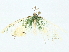  ( - BIOUG95326-G08)  @11 [ ] CreativeCommons - Attribution (2022) CBG Photography Group Centre for Biodiversity Genomics