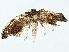  ( - BIOUG95326-G10)  @11 [ ] CreativeCommons - Attribution (2022) CBG Photography Group Centre for Biodiversity Genomics