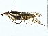  ( - BIOUG95354-A08)  @11 [ ] CreativeCommons - Attribution (2022) CBG Photography Group Centre for Biodiversity Genomics