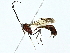  (Dusona Malaise3663 - BIOUG95355-A11)  @11 [ ] CreativeCommons - Attribution (2022) CBG Photography Group Centre for Biodiversity Genomics