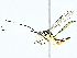  (cryptJanzen01 malaise0543 - BIOUG95355-D07)  @11 [ ] CreativeCommons - Attribution (2022) CBG Photography Group Centre for Biodiversity Genomics
