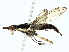  ( - BIOUG95356-C06)  @11 [ ] CreativeCommons - Attribution (2022) CBG Photography Group Centre for Biodiversity Genomics