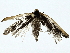  ( - BIOUG95356-F08)  @11 [ ] CreativeCommons - Attribution (2022) CBG Photography Group Centre for Biodiversity Genomics