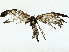  ( - BIOUG95356-H03)  @11 [ ] CreativeCommons - Attribution (2022) CBG Photography Group Centre for Biodiversity Genomics