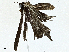  ( - BIOUG95280-D03)  @11 [ ] CreativeCommons - Attribution (2022) CBG Photography Group Centre for Biodiversity Genomics