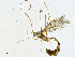  (Enicospilus Malaise7367 - BIOUG95283-A01)  @11 [ ] CreativeCommons - Attribution (2023) CBG Photography Group Centre for Biodiversity Genomics