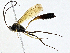  ( - BIOUG95283-A02)  @11 [ ] CreativeCommons - Attribution (2023) CBG Photography Group Centre for Biodiversity Genomics