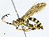  ( - BIOUG95283-A03)  @11 [ ] CreativeCommons - Attribution (2023) CBG Photography Group Centre for Biodiversity Genomics