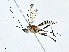  ( - BIOUG95283-B11)  @11 [ ] CreativeCommons - Attribution (2023) CBG Photography Group Centre for Biodiversity Genomics