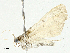  ( - BIOUG95327-F01)  @11 [ ] CreativeCommons - Attribution (2023) CBG Photography Group Centre for Biodiversity Genomics