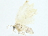  (Microxydia Malaise2125 - BIOUG95357-A06)  @11 [ ] CreativeCommons - Attribution (2022) CBG Photography Group Centre for Biodiversity Genomics