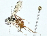  ( - BIOUG95357-B07)  @11 [ ] CreativeCommons - Attribution (2022) CBG Photography Group Centre for Biodiversity Genomics