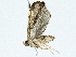  ( - BIOUG95358-D06)  @11 [ ] CreativeCommons - Attribution (2022) CBG Photography Group Centre for Biodiversity Genomics