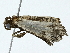  ( - BIOUG95358-E09)  @11 [ ] CreativeCommons - Attribution (2022) CBG Photography Group Centre for Biodiversity Genomics