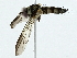  ( - BIOUG95358-F04)  @11 [ ] CreativeCommons - Attribution (2022) CBG Photography Group Centre for Biodiversity Genomics