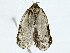  ( - BIOUG95358-G04)  @11 [ ] CreativeCommons - Attribution (2022) CBG Photography Group Centre for Biodiversity Genomics