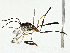  ( - BIOUG95359-F01)  @11 [ ] CreativeCommons - Attribution (2023) CBG Photography Group Centre for Biodiversity Genomics