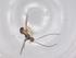  (Heterospilus malaise3400 - BIOUG96047-F12)  @11 [ ] CreativeCommons - Attribution (2022) Centre for Biodiversity Genomics Centre for Biodiversity Genomics