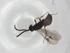  (Dolichogenidea Malaise2379 - BIOUG96048-B03)  @11 [ ] CreativeCommons - Attribution (2022) Centre for Biodiversity Genomics Centre for Biodiversity Genomics