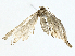  (Xanthorhoe Malaise5879 - BIOUG98661-C03)  @11 [ ] CreativeCommons - Attribution (2023) CBG Photography Group Centre for Biodiversity Genomics