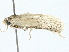  ( - BIOUG98661-C07)  @11 [ ] CreativeCommons - Attribution (2023) CBG Photography Group Centre for Biodiversity Genomics