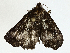  ( - BIOUG98661-H06)  @11 [ ] CreativeCommons - Attribution (2023) CBG Photography Group Centre for Biodiversity Genomics