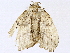  ( - BIOUG98662-B12)  @11 [ ] CreativeCommons - Attribution Non-Commercial Share-Alike (2023) CBG Photography Group Centre for Biodiversity Genomics